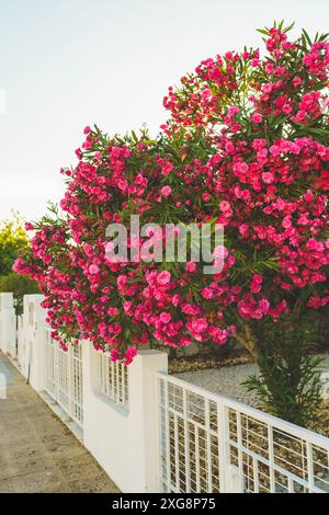 Doppelter roter Oleander in Blüte im Garten. Immergrüner Sträucher, Nerium splendens Oleander Nahaufnahme Stockfoto