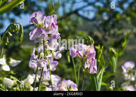 Rosafarbene Erbsenblüten mit grünem Blatthintergrund. Stockfoto