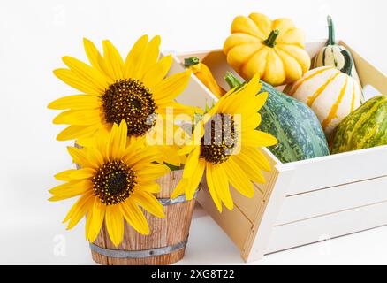 Sonnenblumen und Herbstkürbis Stockfoto