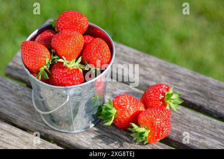 Frisch geerntete Erdbeeren in einem Eimer an einem sonnigen Tag im Garten Stockfoto