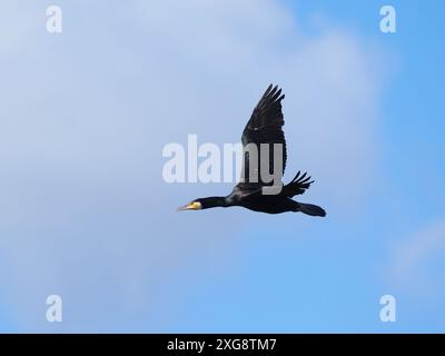 Kormorane haben sich im Landesinneren sehr verbreitet, um viele Angler zu ärgern, weil sie Fischbeute konsumieren. Stockfoto