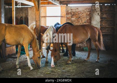 Gruppe von Pferden im offenen Stall Stockfoto