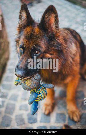 Gesattelter Deutscher Schäferhund Stockfoto