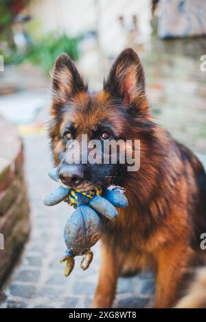 Gesattelter Deutscher Schäferhund Stockfoto