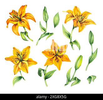 Seerose. Aquarellfarbe Lilienblume gelbe Farbe. Botanische Illustration der Lilienblüte. Lily Set aus Blumen und Knospen mit handgezeichneten Elementen für Stockfoto