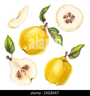 Quitte mit Wasserfarben. Apfel-Quitte, Apfel-Königin, Quittenbaum, Membrillo für Design-Menü, Restaurants, Karten, Einladungen, Drucken usw. Quitte Stockfoto