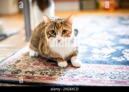 Katze im Haus Stockfoto