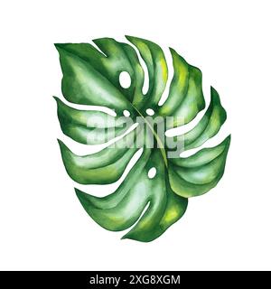 Tropisches Monstera-Blatt in Wasserfarben. Tropische Monsterablätter isoliert, handgezeichnet auf weißem Hintergrund. Blätter für Stoffdesign, Karten, Einladungen Stockfoto