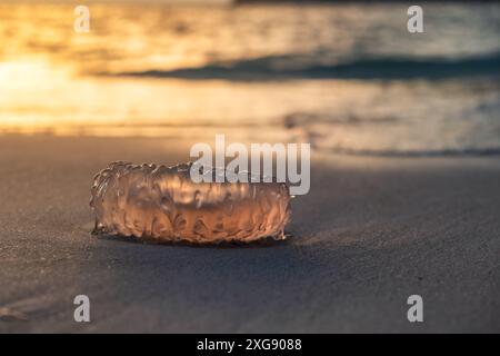 Nahaufnahme von Quallen am Sandstrand bei Sonnenuntergang auf Phuket Island, Thailand, mit goldenem Licht, das vom Wasser und Sand reflektiert wird Stockfoto