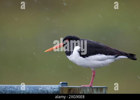 Austernfänger auf den Shetland-Inseln. Stockfoto