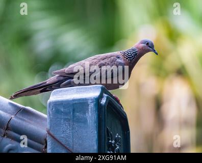 Eine gefleckte Taube (Spilopelia chinensis), die auf einer Straßenlaterne thront. Sichuan, China. Stockfoto