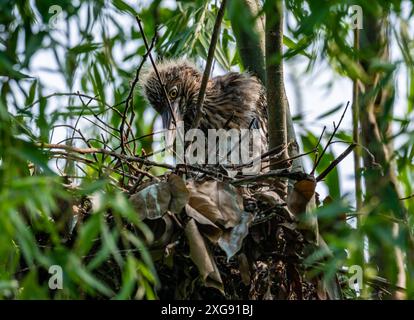 Ein Schwarzgekröntes Nachtreiher-Küken (Nycticorax nycticorax) in seinem Nest. Sichuan, China. Stockfoto