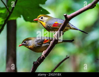 Ein Paar Rotschullen-Leiothrixes (Leiothrix lutea), die auf einem Ast thront. Sichuan, China. Stockfoto