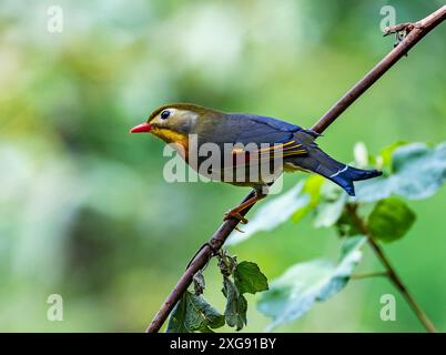 Ein Rotschuller Leiothrix (Leiothrix lutea), der auf einem Zweig thront. Sichuan, China. Stockfoto