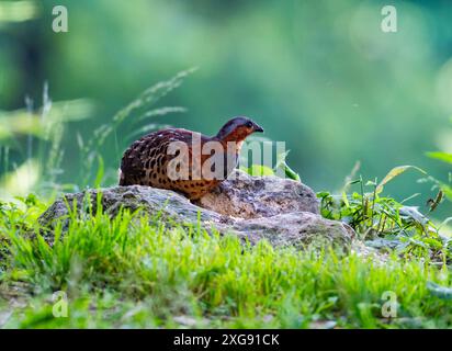 Ein chinesischer Bambus-Rebhühner (Bambusicola thoracicus) auf der Suche im Wald. Sichuan, China. Stockfoto