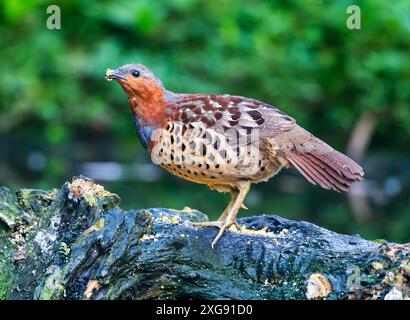 Ein chinesischer Bambus-Rebhühner (Bambusicola thoracicus) auf der Suche im Wald. Sichuan, China. Stockfoto