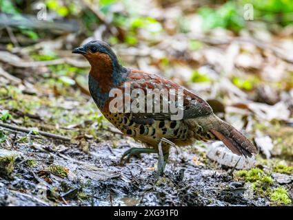 Ein chinesischer Bambus-Rebhühner (Bambusicola thoracicus) auf der Suche im Wald. Sichuan, China. Stockfoto