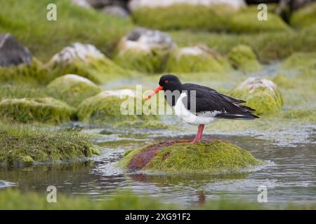 Austernfänger auf den Shetland-Inseln. Stockfoto