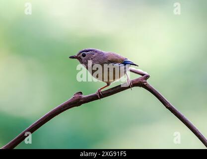 Eine blaugeflügelte Minla (Actinodura cyanouroptera), die auf einem Ast thront. Sichuan, China. Stockfoto