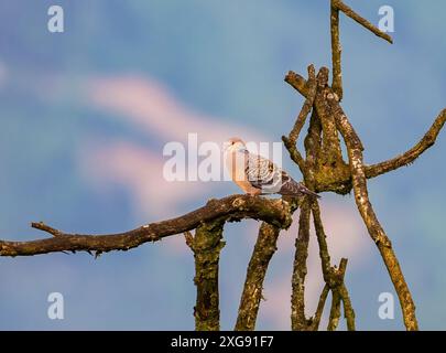 Eine orientalische Turtle-Dove (Streptopelia orientalis), die auf einem toten Baum thront. Sichuan, China. Stockfoto