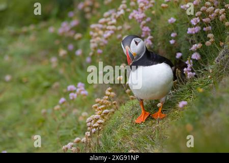 Puffin im Meer Thrift. Stockfoto