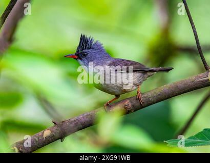 Eine schwarzköpfige Yuhina (Yuhina nigrimenta), die auf einem Ast thront. Sichuan, China. Stockfoto