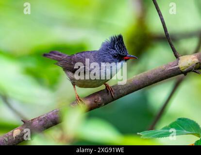 Eine schwarzköpfige Yuhina (Yuhina nigrimenta), die auf einem Ast thront. Sichuan, China. Stockfoto