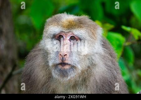 Nahaufnahme eines wilden tibetischen Makaken-Affen (Macaca thibetana) im Wald. Sichuan, China. Stockfoto