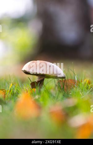Ein vertikales Porträt eines einsamen, raustigen Boleten, Birkenboleten oder Schaber-Stielpilzes steht hoch in einem üppigen, grasbewachsenen Feld, umgeben von Herbst Stockfoto