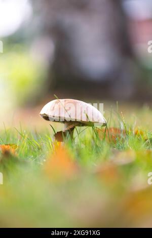 Ein vertikales Porträt einer Birkenbolete, eines Schaber-Stiels oder eines einsamen, rauchstieligen Pilzes steht hoch in einem üppigen, grasbewachsenen Feld, umgeben von Herbst Stockfoto