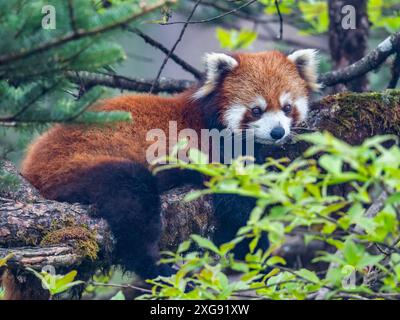 Ein wilder Roter Panda (Ailurus fulgens), der auf einem Baum ruht. Wawushan National Forest Park, Sichuan, China. Stockfoto
