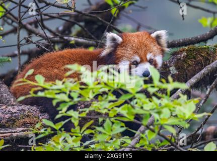 Ein wilder Roter Panda (Ailurus fulgens), der auf einem Baum ruht. Wawushan National Forest Park, Sichuan, China. Stockfoto