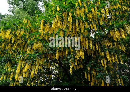 Dieses Foto zeigt einen atemberaubenden Laburnum-Baum in voller Blüte, der mit Kaskaden aus leuchtend gelben Blumen geschmückt ist. Die saftig grünen Blätter sorgen für ein schönes Aussehen Stockfoto