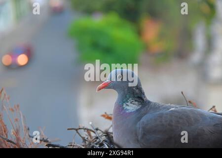 Eine Taube auf Eiern. Ein Paar Tauben hat ein Nest in einem Blumenkasten auf der Fensterbank gebaut Stockfoto