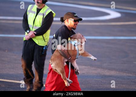 London 7. Juli 2024 nach dem 9. Grand Prix von British Silverstone kehrte Lewis Hamilton mit dem Hubschrauber nach London zurück, begleitet von seinem geliebten englischen Buldog Rosco. Der Formel-1-Stern wurde mit seinem geliebten Haustier gesehen, als er zum Terminal ging und seine enge Verbindung zeigte. Hamilton Joy war offensichtlich. Stockfoto