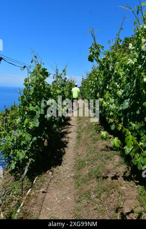 Mann von hinten gesehen, der zwischen hohen Weinstöcken in Cinque Terre, Italien, spaziert. Das Ligurrische Meer ist im Hintergrund leicht sichtbar. Vertikales Foto. Stockfoto