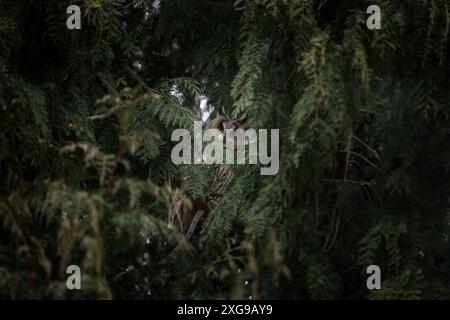 Langohr-Eule versteckt sich im Baum. ASIO otus im Winter. Eine Art Eulen mit Ohren. Stockfoto