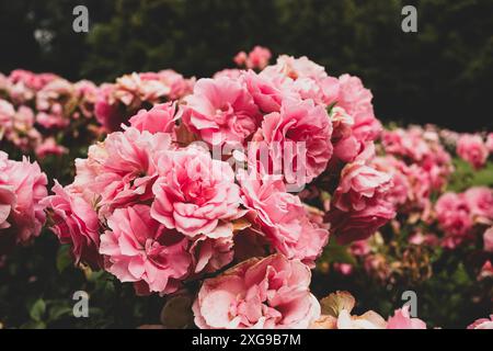 Rosen in einem öffentlichen Garten Stockfoto