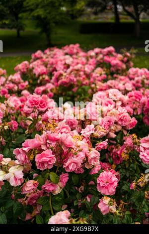 Rosen in einem öffentlichen Garten Stockfoto