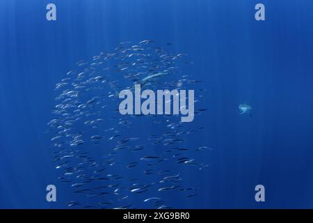 Eine Kugel Sardinen in der Nähe der Oberfläche. Kleine Fische in riesigen Schwärmen. Gewöhnliche Fische im Ozean suchen nach Nahrung. Delfine jagen Sardinen. Stockfoto