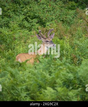 Weißschwanz an einem Juliabend im Norden von Wisconsin. Stockfoto