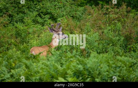 Weißschwanz an einem Juliabend im Norden von Wisconsin. Stockfoto