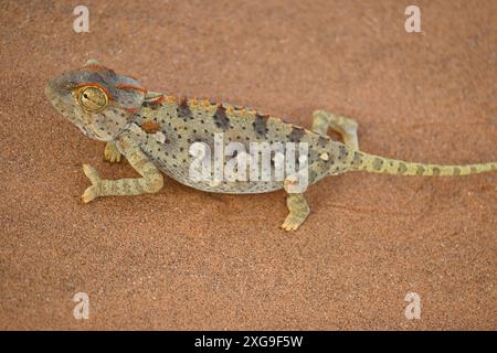 Äußerste Nahaufnahme eines farbenfrohen und einzigartigen Namaqua Chamäleons, der auf dem roten Sand der Namib-Wüste in Namibia, Afrika, spaziert. Stockfoto