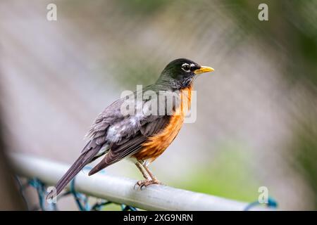 Der amerikanische rotkehlchen (Turdus migratorius), der auf einem Gartenzaun sitzt und nach Essen Ausschau hält. Stockfoto