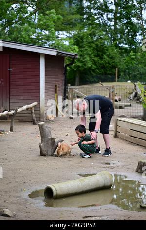 Kaninchen im Helsingborgs Tier- und Spielpark in Helsingborg, Schweden. Stockfoto