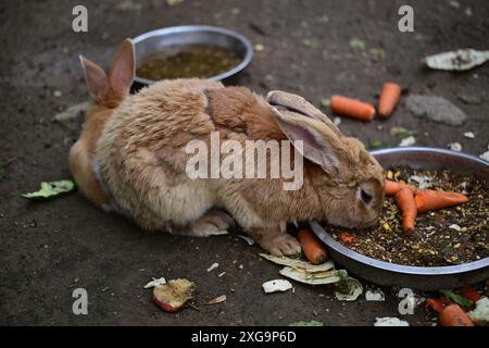 Kaninchen im Helsingborgs Tier- und Spielpark in Helsingborg, Schweden. Stockfoto
