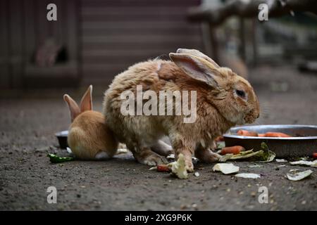 Kaninchen im Helsingborgs Tier- und Spielpark in Helsingborg, Schweden. Stockfoto