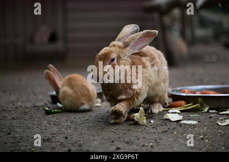Kaninchen im Helsingborgs Tier- und Spielpark in Helsingborg, Schweden. Stockfoto