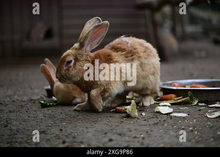 Kaninchen im Helsingborgs Tier- und Spielpark in Helsingborg, Schweden. Stockfoto