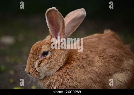 Kaninchen im Helsingborgs Tier- und Spielpark in Helsingborg, Schweden. Stockfoto